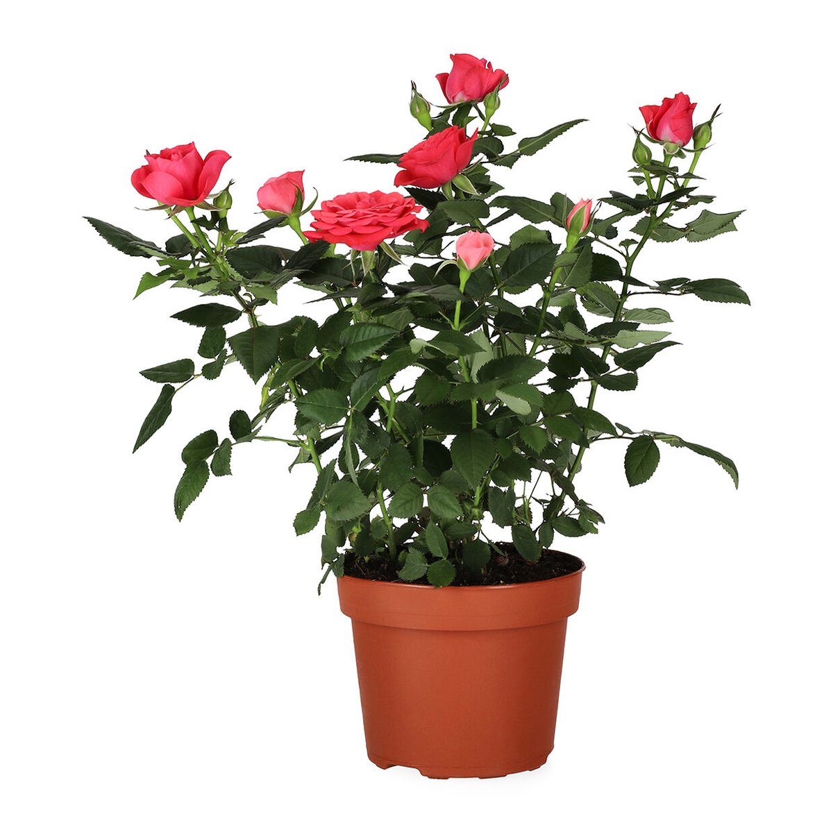 BflowersKE's tweet photo. 🌹🌸🌺 Attention #plantlovers! We are excited to announce that our #pottedroseplants are back in stock and available for purchase at an incredible price of ONLY 750/-!🌹🌸🌺

Make your orders:
☎️0113669203
☎️0787991550

Visit our website:
https://t.co/t1UFOFVVIc

#flowershop https://t.co/mlu2X5S6NC