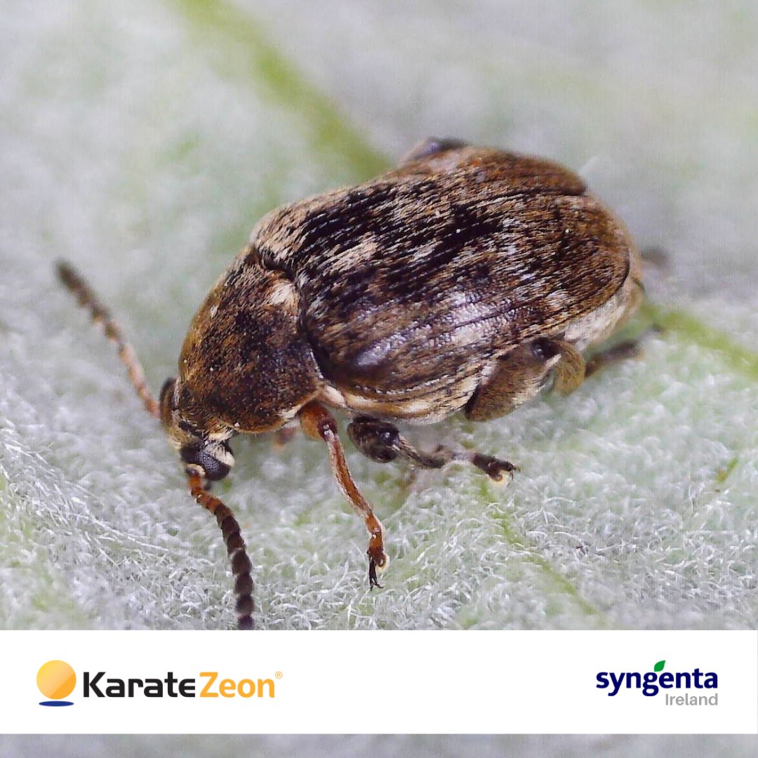 SyngentaIrl's tweet photo. Are you seeing notching on the edge of leaves? It may be a Bean Weevil infestation. 🕷

Insecticides need to be targeted at the adult weevils to prevent egg laying. Apply KARATE ZEON® 75ml/ha at the first sign of damage.

#BeanWeevil #ArableApril #FieldBeans https://t.co/bwRSg7jBu6