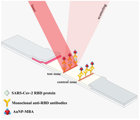 Biosensors_MDPI's tweet image. Article by Kseniya V. Serebrennikova et al. | Lateral Flow Immunoassay  of SARS-CoV-2 Antigen with SERS-Based Registration: Development and  Comparison with Traditional Immunoassays 
mdpi.com/2079-6374/11/1… 

@MDPIOpenAccess 
#SARSCoV2 #immunochromatography #teststrips