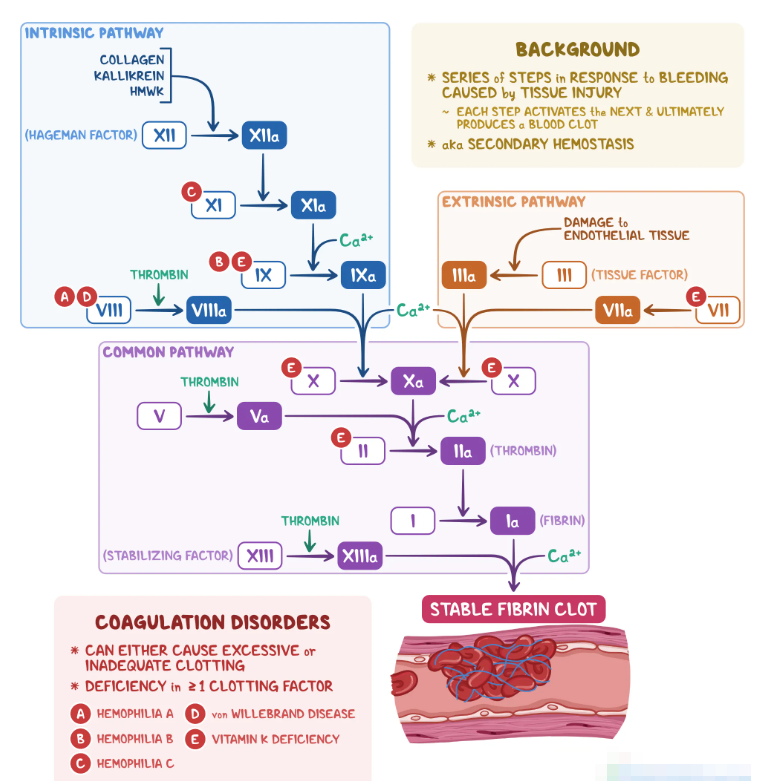 UD_Bio's tweet photo. What is the coagulation cascade?
The coagulation cascade, or secondary hemostasis, is a series of steps in response to bleeding caused by tissue injury, where each step activates the next and ultimately produces a blood clot. https://t.co/DmcvqKxkJY