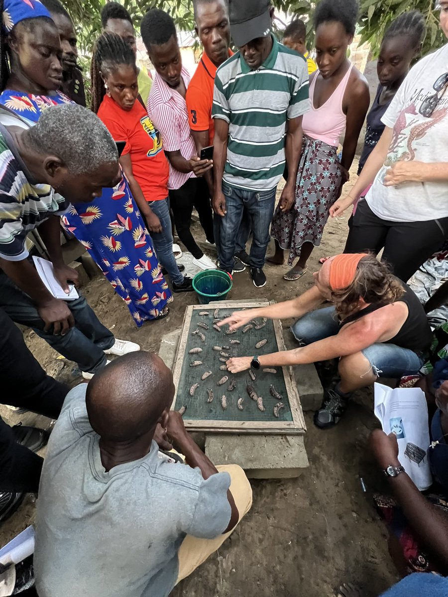 Training on good #SeaCucumber processing practices to get better income from the same harvest by @wangumar with sea cukes fishers and processors, women fish processors, fishing associations and local authorities in Buchannan #Liberia

#BlueTransformation #SmallScaleFisheries