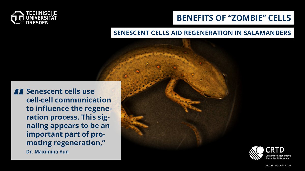 CRTD (@crtdpress) on Twitter photo Not all zombie cells are bad. Some can aid #regeneration shows new study by <a href="/HannahWalters30/">Hannah Walters</a> from the <a href="/MaxYunLab/">TheYunLab</a> at the CRTD <a href="/tudresden_de/">TU Dresden</a> <a href="/PoLDresden/">Physics of Life Dresden</a> and <a href="/mpicbg/">MPI-CBG Dresden</a> published <a href="/AgingCell/">Aging Cell</a>.
Read the press release ➡ tud.link/rqrz?utm_sourc…
#CMCBnews Not all zombie cells are bad. Some can aid #regeneration shows new study by <a href="/HannahWalters30/">Hannah Walters</a> from the <a href="/MaxYunLab/">TheYunLab</a> at the CRTD <a href="/tudresden_de/">TU Dresden</a> <a href="/PoLDresden/">Physics of Life Dresden</a> and <a href="/mpicbg/">MPI-CBG Dresden</a> published <a href="/AgingCell/">Aging Cell</a>.
Read the press release ➡ tud.link/rqrz?utm_sourc…
#CMCBnews