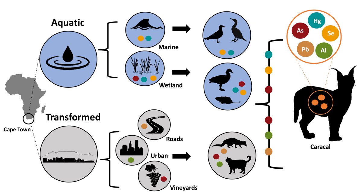 🆕📰 Just out in Environmental Pollution. Metal(loid) exposure in Cape Town caracals... Fully OA paper! A heavy burden: Metal exposure across the land-ocean continuum in an a... sciencedirect.com/science/articl… @Rhodes_Uni @BioSciUCT @iCWild @IREC_CSIC_UCLM @LaurelSerieys @PantheraCats