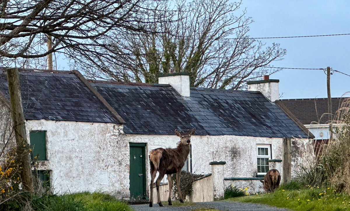 Oh 'Deer' where are my children? <a href="/dgldemocrat/">Donegal Democrat/DonegalLive</a> <a href="/DonegalLiveNews/">DonegalLIVE</a> <a href="/DonegalDaily/">Donegal Daily</a> <a href="/Donegal/">Donegal</a>A @Donegal 
<a href="/visit_donegal/">Visit Donegal</a>