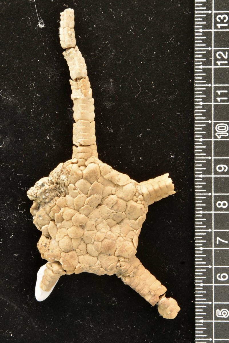 Ben Thuy & Lea Numberger tweet media