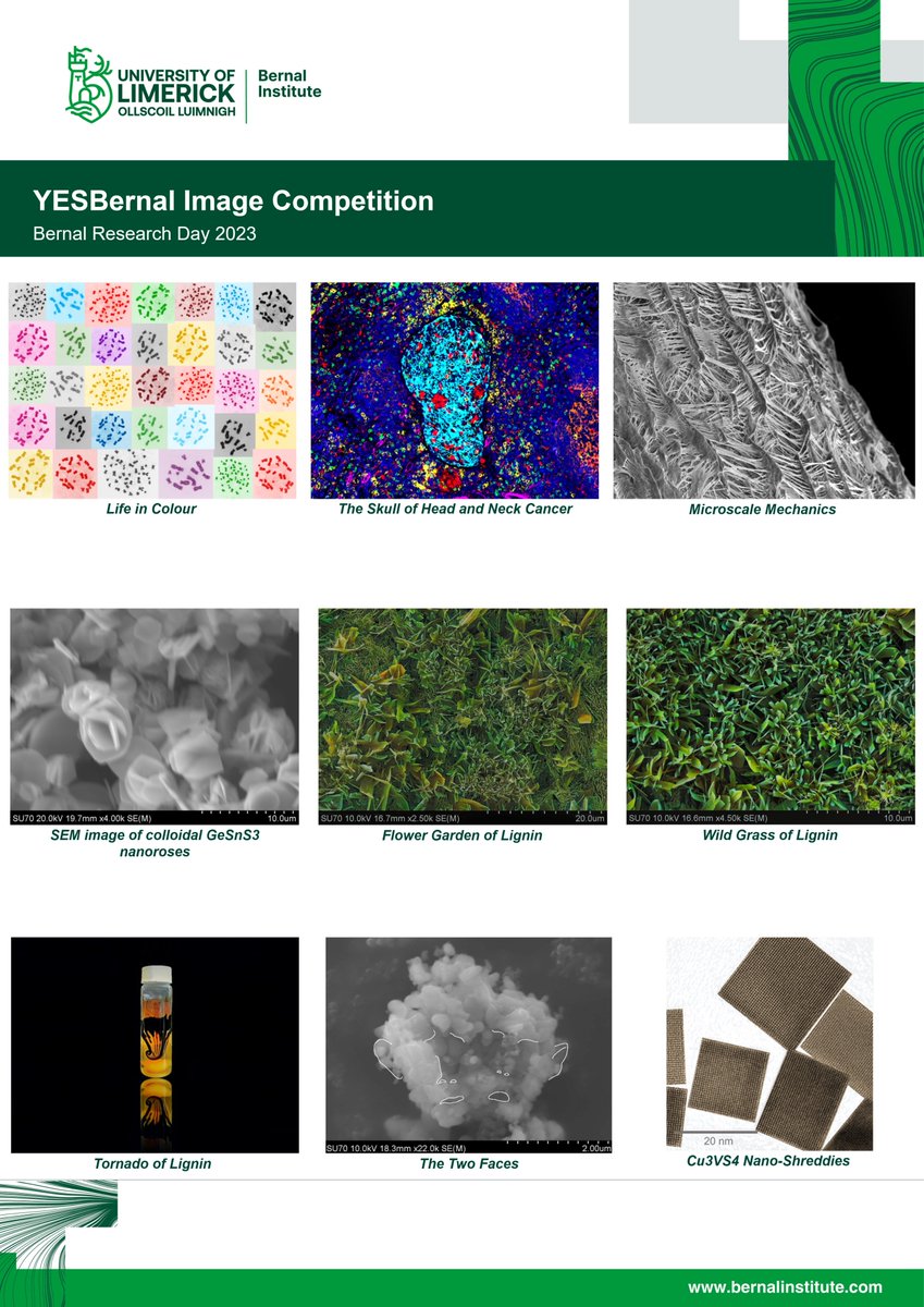 YESBernal tweet media