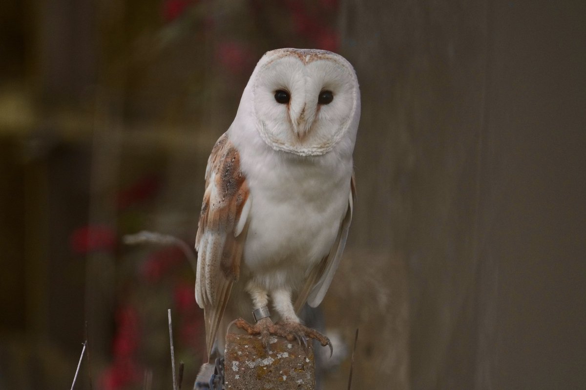 Local Suffolk Barn Owl posted

⁦<a href="/Natures_Voice/">RSPB</a>⁩ ⁦⁦<a href="/NatureUK/">NatureUK</a>⁩ ⁦<a href="/WildlifeMag/">BBC Wildlife</a>⁩ ⁦<a href="/BBCSpringwatch/">BBC Springwatch</a>⁩ ⁦<a href="/SuffolkBirdGrp/">Suffolk Bird Group</a>⁩ ⁦<a href="/edbarkerAIC/">Ed Barker</a>⁩ #BirdsOfTwitter #ThePhotoHour #BirdsPhotography