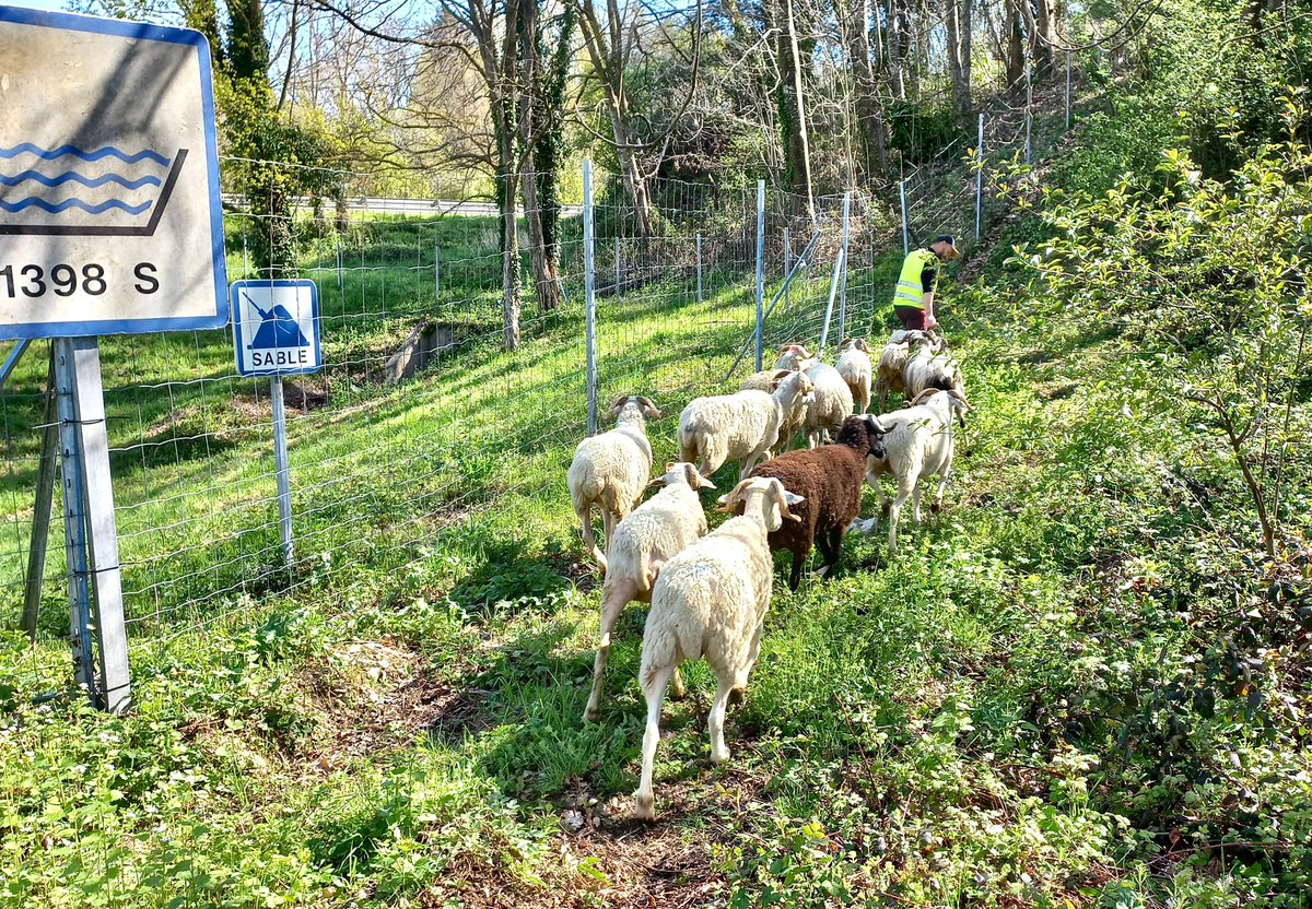 🐑Depuis une semaine vous avez la chance d'apercevoir des petites bêtes près de Tarbes sur l'<a href="/A64Trafic/">Autoroute A64</a>. Ce troupeau de brebis entretient 5 hectares de végétation grâce à l'éco-pâturage.