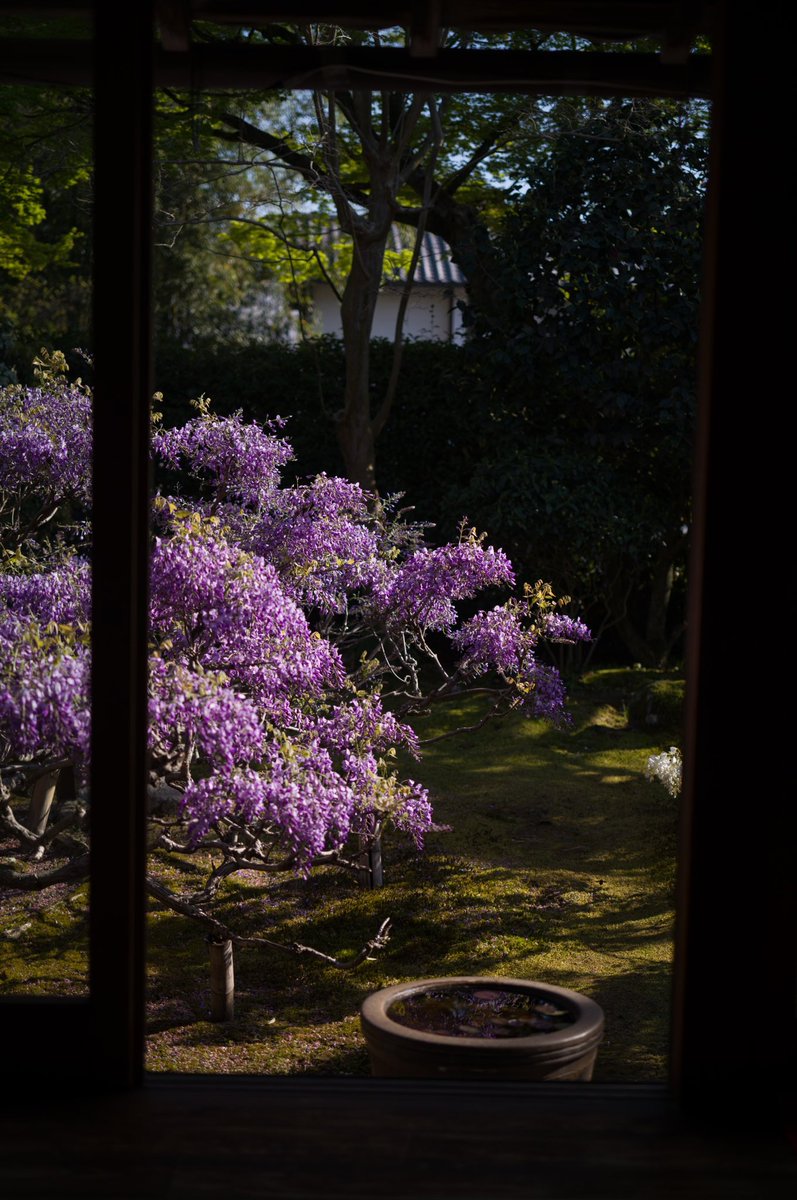 長慶院の藤の花

#leica #leicam11 #leicaphotography #streetphotography #kyoto #wisteriaflowers #長慶院 #藤の花 #スナップ写真 #妙心寺長慶院 #キリトリセカイ #レンジファインダーで見た私の世界 #ライカの世界 #ライカのある生活