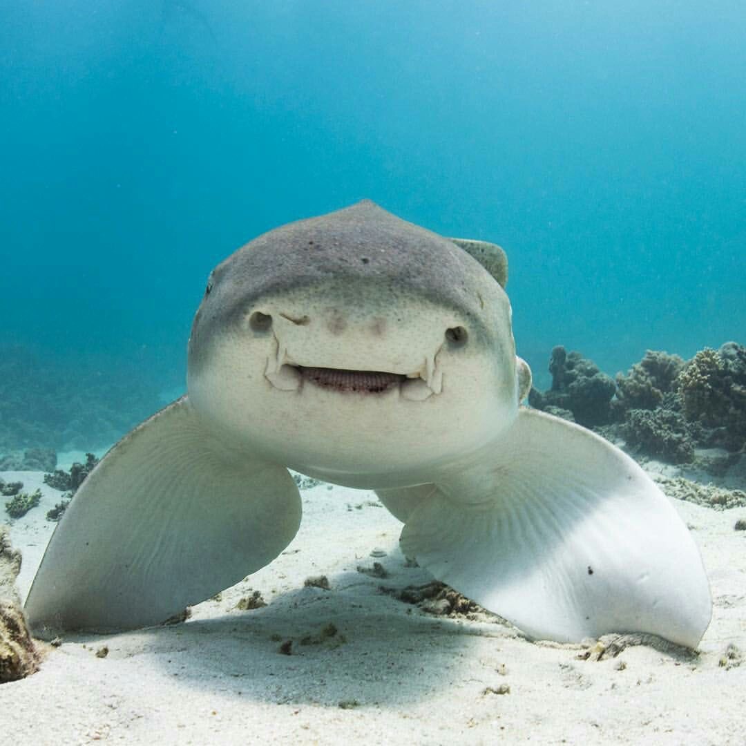Lencyclopediste's tweet photo. Voici le requin léopard alias "le requin le plus amical de la mer" à cause de son expression faciale. Le requin léopard ne présente pratiquement aucun danger pour l'homme et recherche souvent l'interaction humaine. https://t.co/KpkHGU96hj