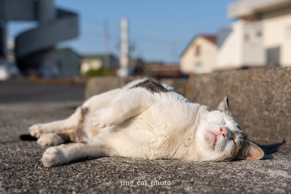 休日モード

#猫 #ねこ #猫好きさんと繋がりたい #猫写真  #にゃんすたぐらむ #nekoclub #東京カメラ部 #catstagram #Caturday #CatsofTwittter