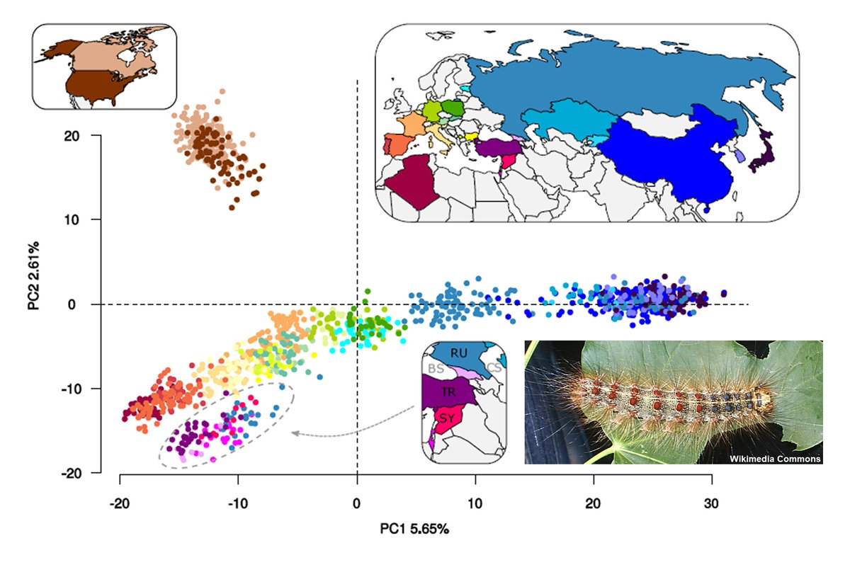 Pestinfo Wiki (@pestinfow) on Twitter photo The global population genomics of the destructive Lymantria dispar (spongy or gypsy #moth) suggests continental East Asia as its evolutionary origin - article in <a href="/EvolAppJournal/">Evolutionary Applications</a> by <a href="/Sandrine_Picq/">Sandrine Picq</a> and others like <a href="/richamelin/">Richard Hamelin</a> - doi.org/10.1111/eva.13… The global population genomics of the destructive Lymantria dispar (spongy or gypsy #moth) suggests continental East Asia as its evolutionary origin - article in <a href="/EvolAppJournal/">Evolutionary Applications</a> by <a href="/Sandrine_Picq/">Sandrine Picq</a> and others like <a href="/richamelin/">Richard Hamelin</a> - doi.org/10.1111/eva.13…