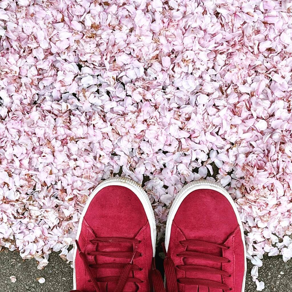 princessdeia's tweet image. As sad as I am to see Cherry Blossom season end. It means summer is just around the corner. #springinlondon #summeriscoming #cherryblossom instagr.am/p/CrAxMUqo6rn/