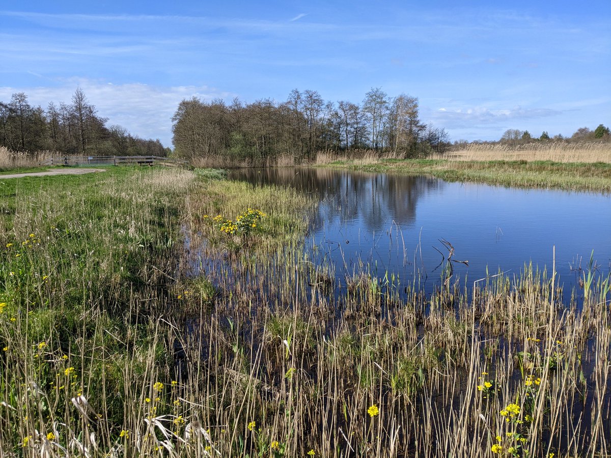 Bijpraten tijdens wandeling is altijd top, maar helemaal in de lente met dit mooie weer. Vanochtend met <a href="/Josja_NMU/">Josja Veraart</a> in Westbroekse Zodden <a href="/staatsbosbeheer/">Staatsbosbeheer</a>.