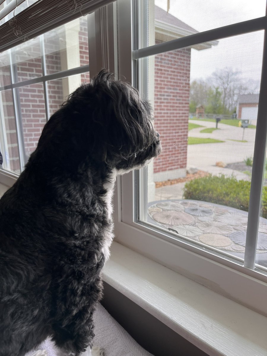 BeanPaisley's tweet photo. Happy Thursday! Just had a zomb bring a package to da door. I borked and borked until he drove away. If yoo are like me, yoo should join da Zombie Squad! It’s load of fun…erm, I mean serious trainin to protect the world. Yeah…dats it! 😁
#dogsoftwitter
#ZSHQ  #zzst https://t.co/rjQLnTZGoV