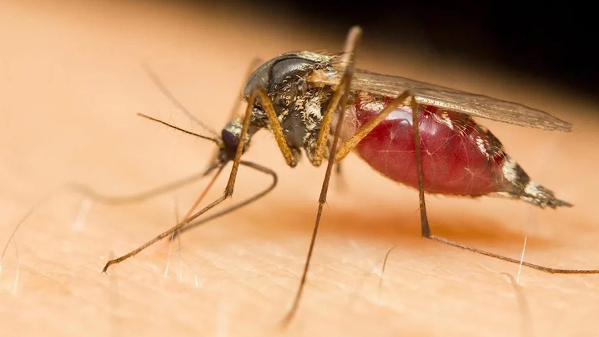 SwanMedLab's tweet photo. "Alert! The Ghana Health Service has confirmed the invasion of a new breed of mosquito, Anopheles stephensi, more dangerous than its predecessor. Let's take necssary precautions to avoid the spread of diseases. #MosquitoInvasion #GhanaHealth #PublicHealthAwareness" https://t.co/QnFYLL2cEv