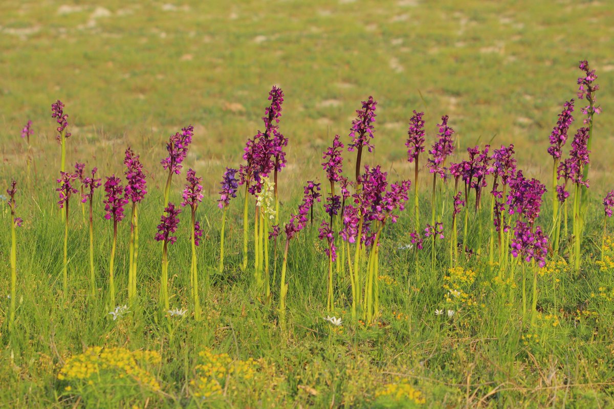 LIFEforBUGSand1's tweet photo. Áprilisban lilára festi a miklapusztai löszhátakat az agár sisakoskosbor (Anacamptis morio). Április közepétől virágzik egészen május végéig.
Fotó: Kelemen András https://t.co/yuPmyN5nbe