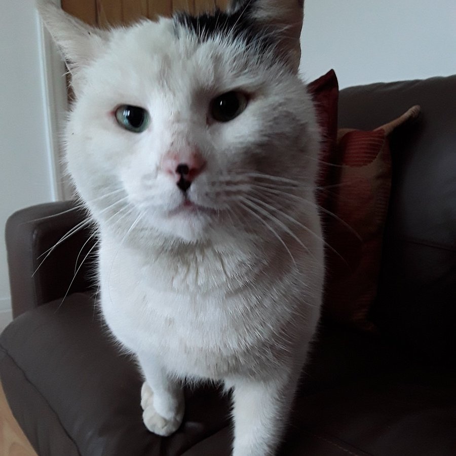 Lisa Clayton - Penny , Polly and Angel Snowball tweet media