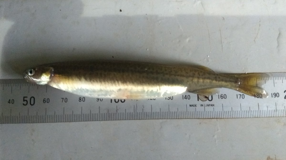 Andrew Watson tweet media