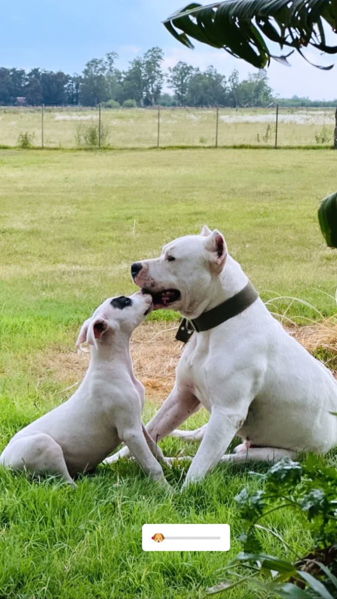 Hija e madre 🐶 #campo #🐶