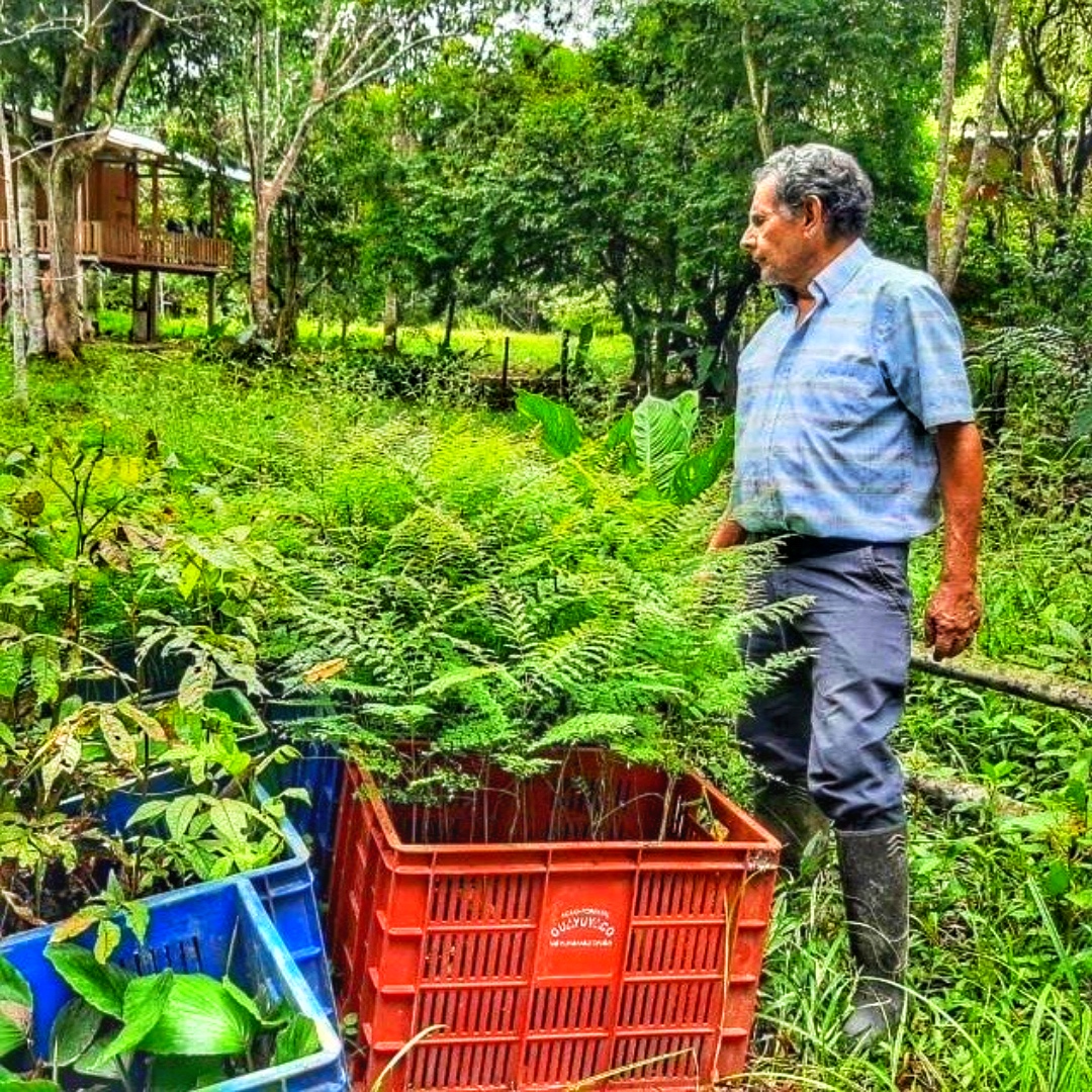 Buy trees. Save the world 🌱🌿🌲 savimbo.com/trees