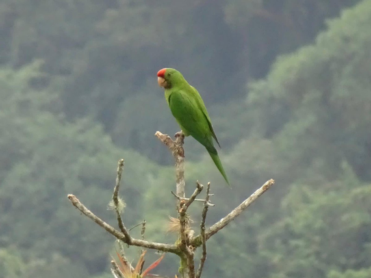 Tim Hemmings tweet media