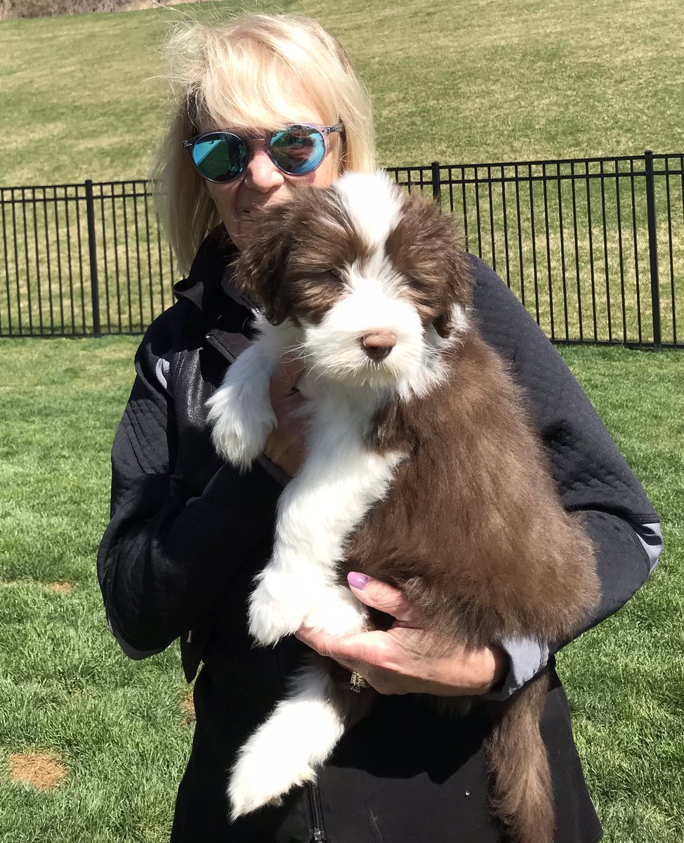 DocH166's tweet image. Our puppy named Kenny H to Pitt (Hail to Pitt) @kennypickett10