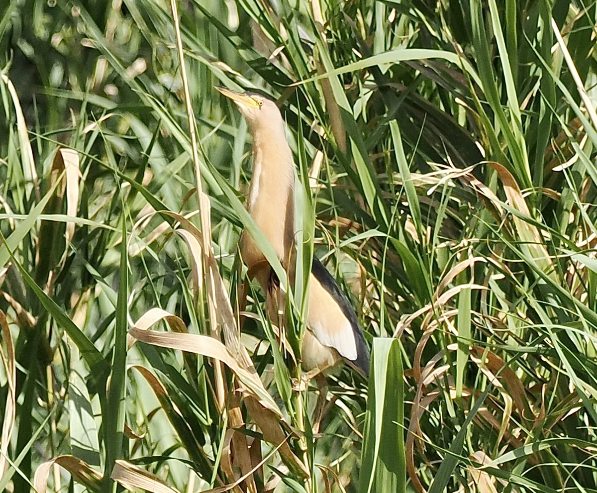 Ray O'Reilly (@oreillyreilly2) on Twitter photo Male Little Bittern at Agia Varvara this evening (At last!) We have managed to miss it on many a visit previously <a href="/griffiths_lyn/">Lyn Griffiths</a> <a href="/RobRackliffe/">Rob Rackliffe</a> <a href="/rafaelmitch/">Rafael Mitchell</a> <a href="/Bknight_3/">Bob Knight</a> <a href="/KeithCutting/">keith cutting</a> #cyprusbirds Male Little Bittern at Agia Varvara this evening (At last!) We have managed to miss it on many a visit previously <a href="/griffiths_lyn/">Lyn Griffiths</a> <a href="/RobRackliffe/">Rob Rackliffe</a> <a href="/rafaelmitch/">Rafael Mitchell</a> <a href="/Bknight_3/">Bob Knight</a> <a href="/KeithCutting/">keith cutting</a> #cyprusbirds