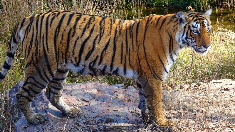 XavieraG10's tweet photo. 💡Did you know that India's #tiger 🐅 population has more than doubled since 2006? Thanks to #conservation efforts, tiger populations in 🇮🇳 are rising. 
Dive into this @CNN article to learn what's led to this exciting rebound: https://t.co/UfjfmmTrPP https://t.co/5qWxOEGZv8