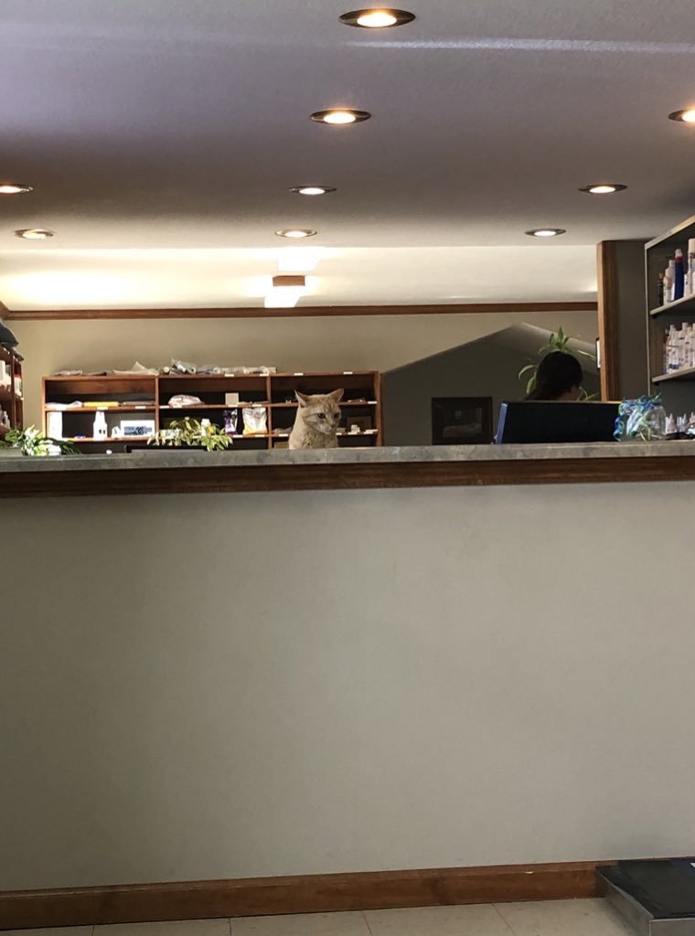 cats with jobs 🛠 (@catworkers) on Twitter photo 