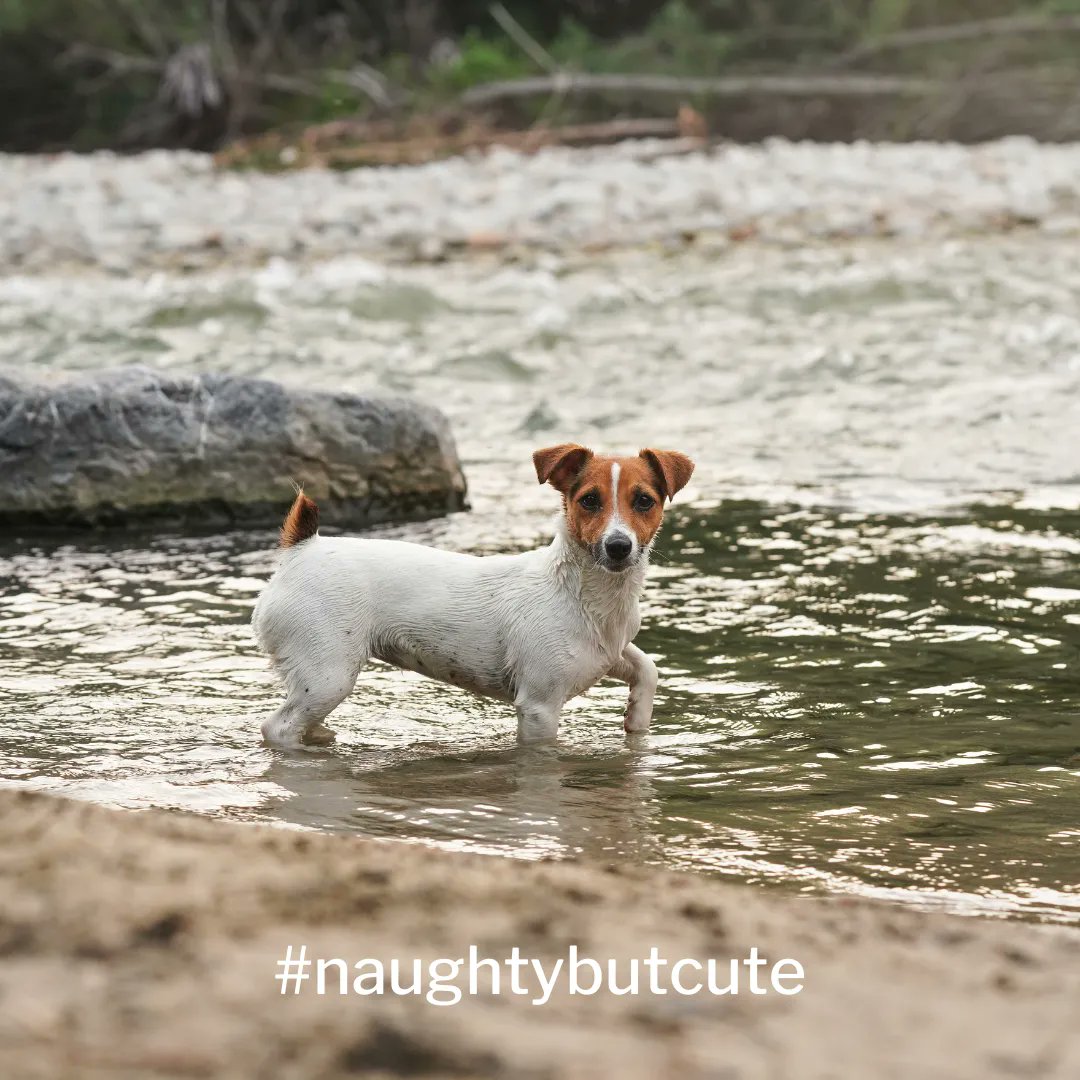 Alison Wood | Pet Hooligans tweet media