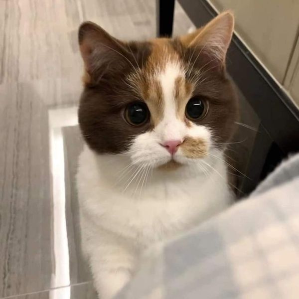 Take_Meow_Hand's tweet image. 💕💕