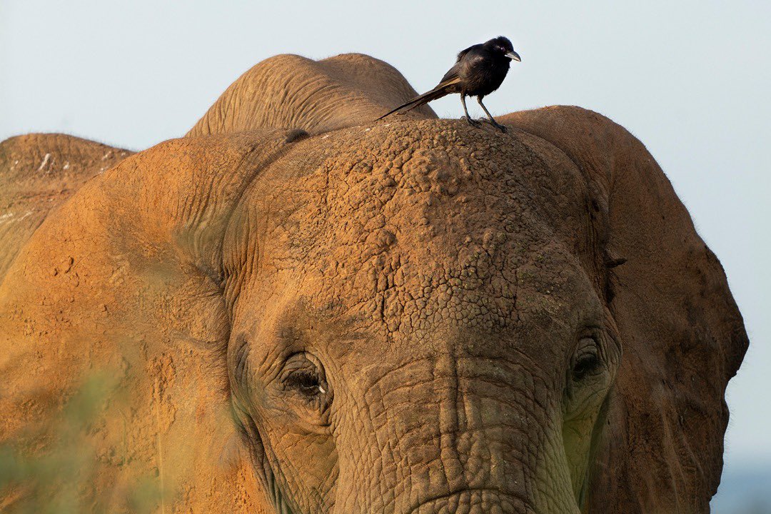 soholocale's tweet photo. As the bird sat on top. https://t.co/HYRjyAegu8