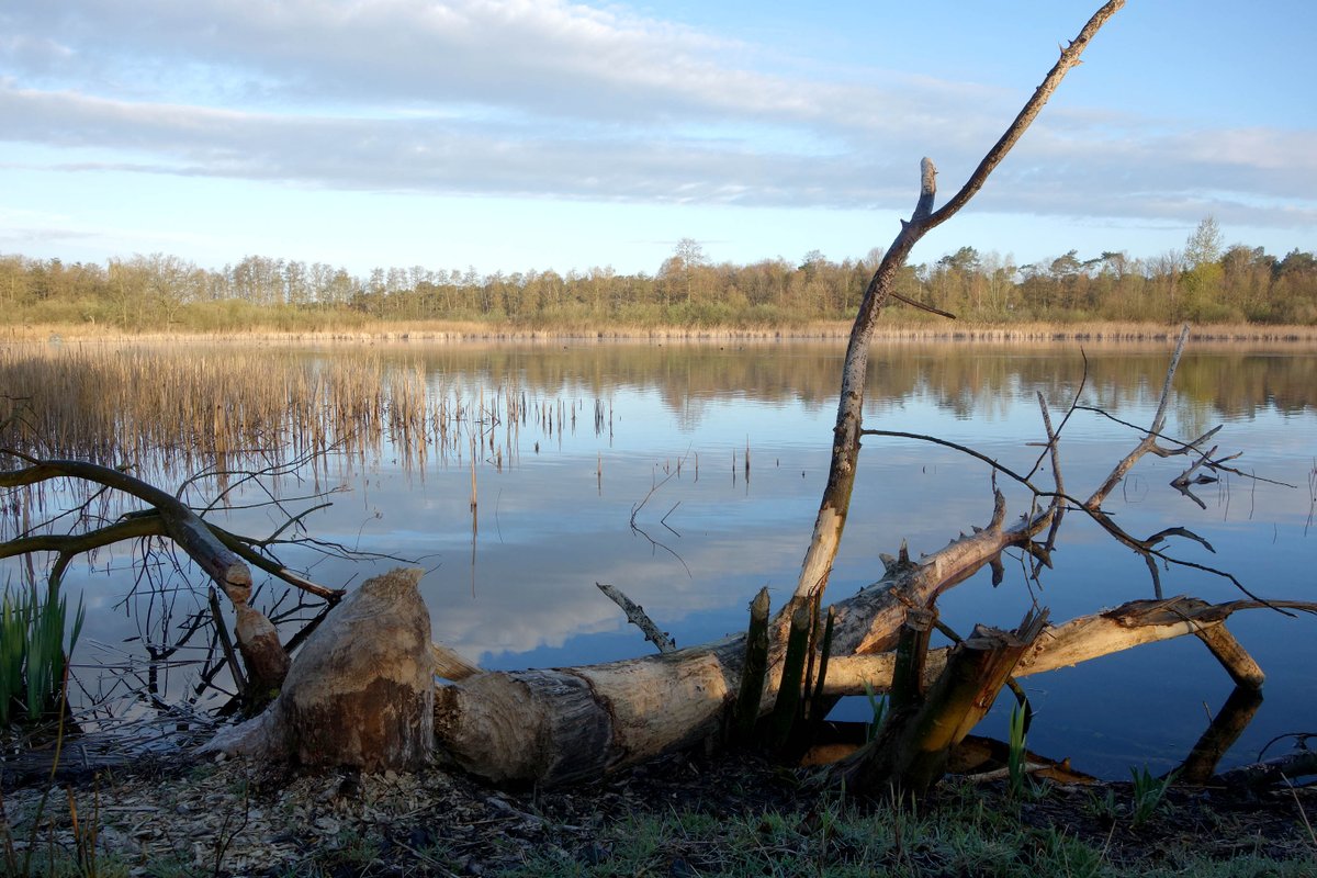 marksloendregt's tweet photo. Vandaag 14 april, broedvogeltelling BMP A, met 45 soorten en 265 ex. o.a.: koekoek, kleine karekiet en bever.
Afstand: 5,5 km van 6:20 – 10:00 uur. https://t.co/LIPfeoD9ew