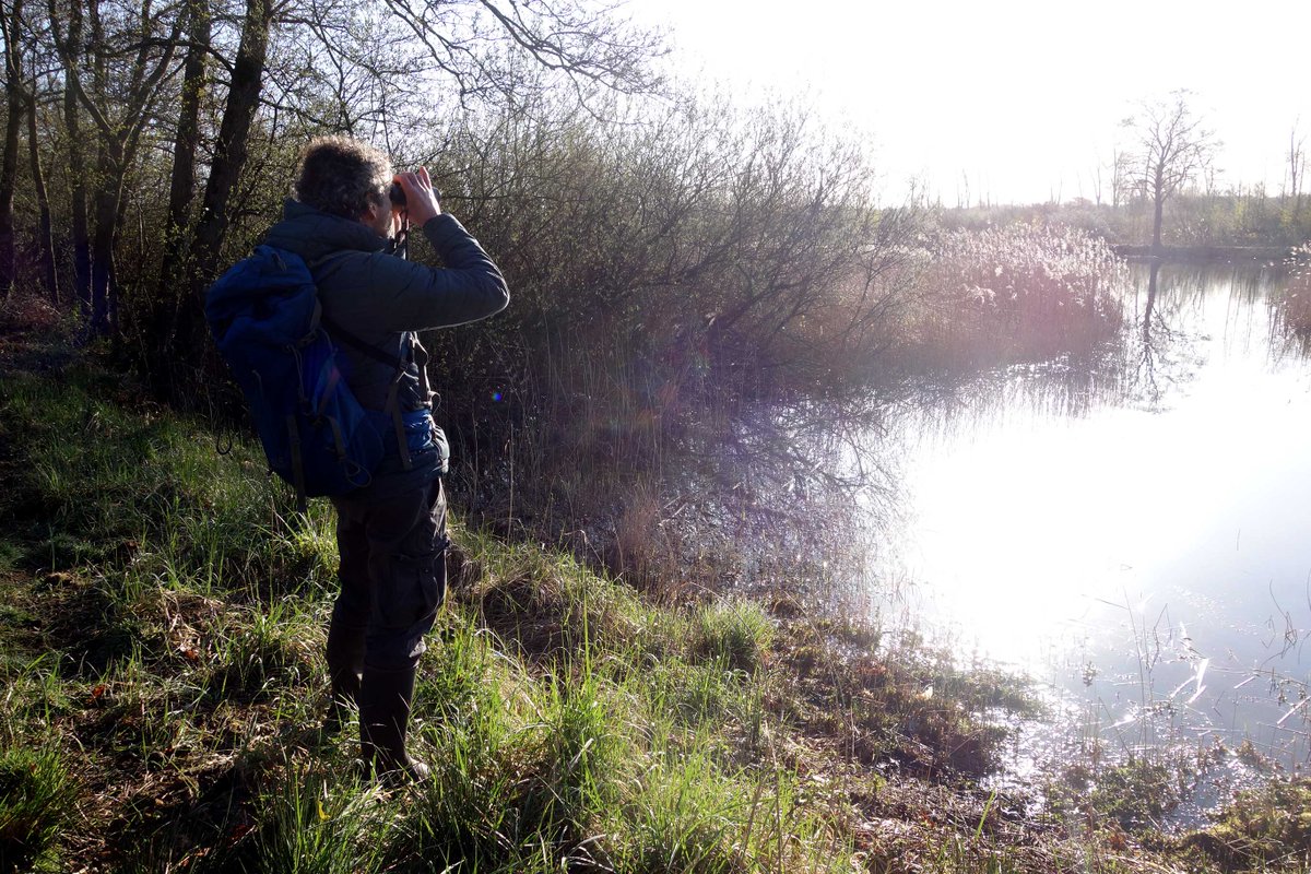 marksloendregt's tweet photo. Vandaag 14 april, broedvogeltelling BMP A, met 45 soorten en 265 ex. o.a.: koekoek, kleine karekiet en bever.
Afstand: 5,5 km van 6:20 – 10:00 uur. https://t.co/LIPfeoD9ew