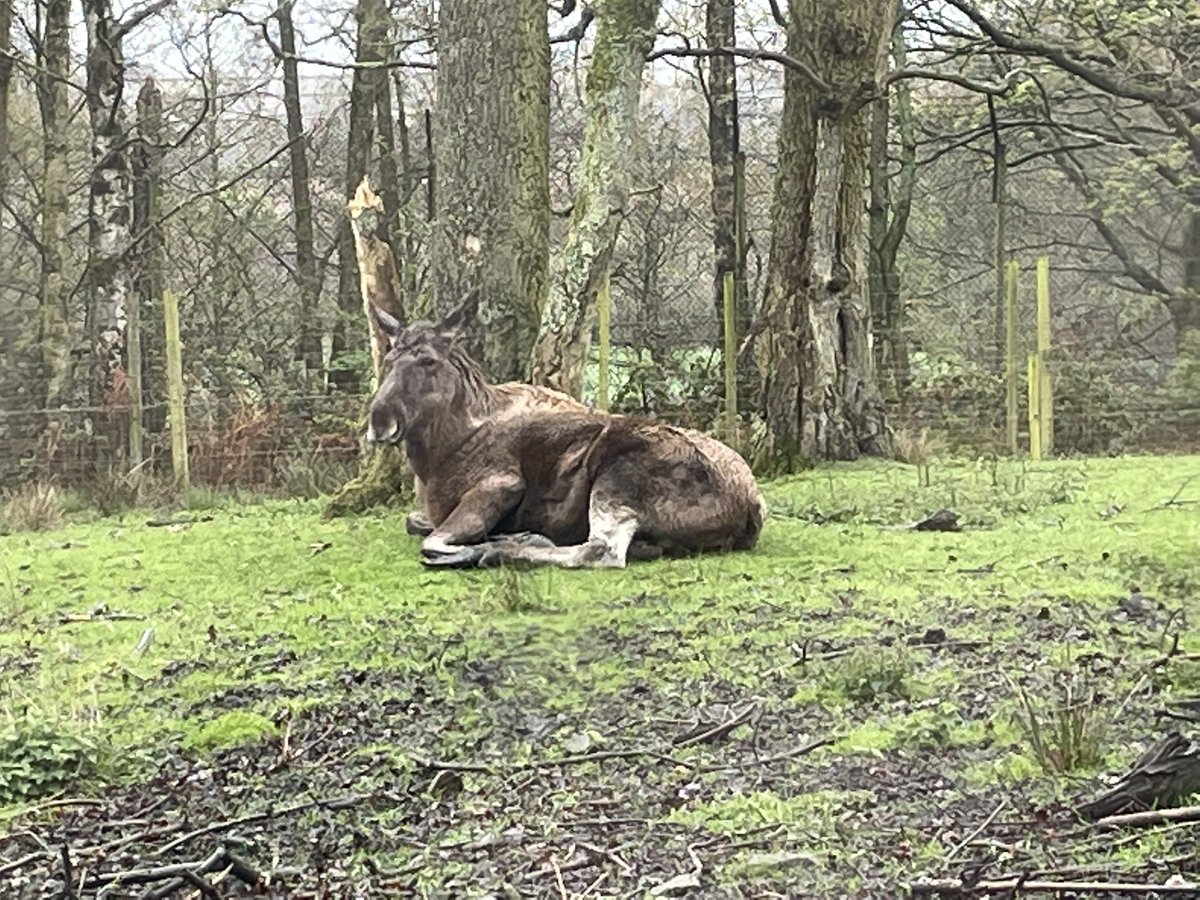 Thanks <a href="/KnowsleySafari/">Knowsley Safari</a> for a great (and a bit rainy) rare full family day out 😍