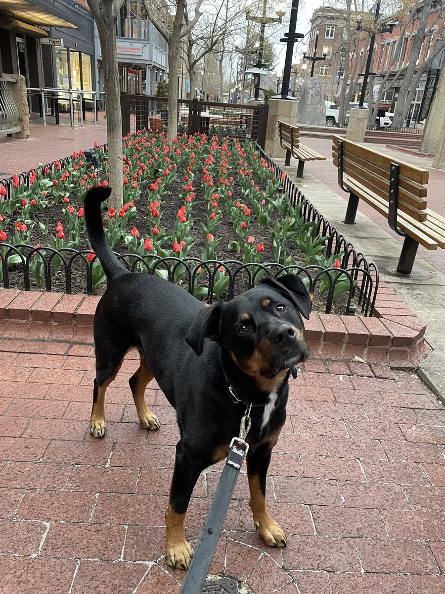 Balto would like the creek swimming temperatures back, please and thank you.