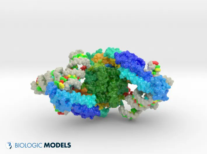 BiologicModels's tweet photo. Off to the 3D printer, SerRS-tRNASec complex reveals mechanism of the first step in selenocysteine biosynthesis. Submit a #3Dprint request for your own custom 3D printed protein model. #sciart #biotech @caseysteffen https://t.co/GjLl3MGZ02 https://t.co/BdrYGroTPt