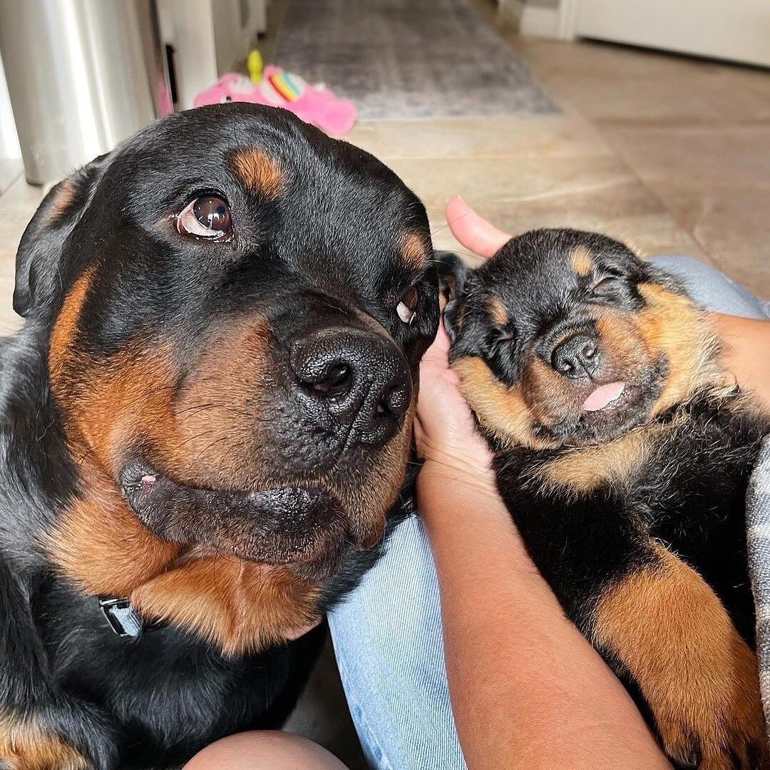 Rottweiler_lovers tweet media