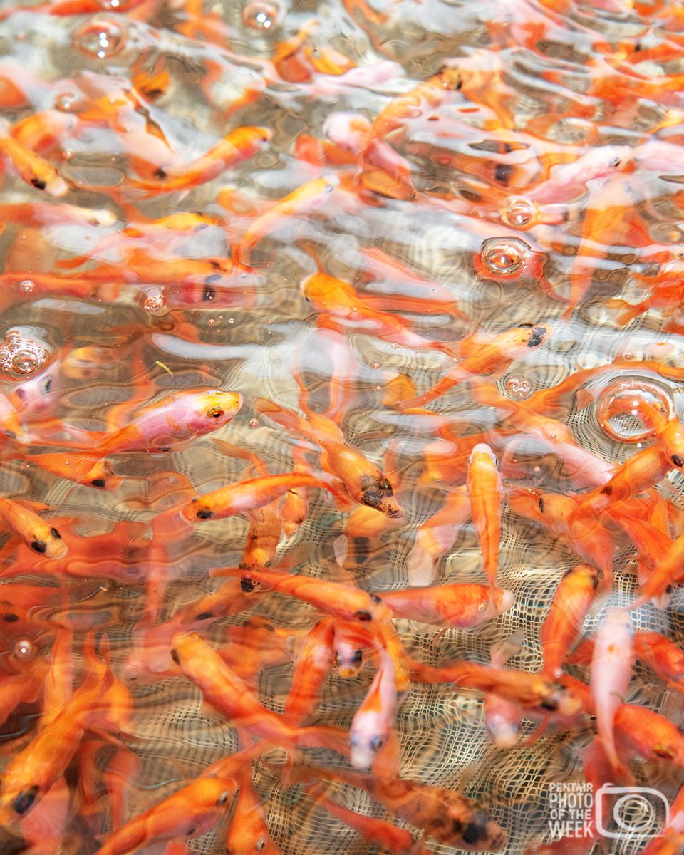 Get a close-up look at young #tilapia during feeding time in an #aquaculture facility.

Take a peek inside #ThePentairLife
