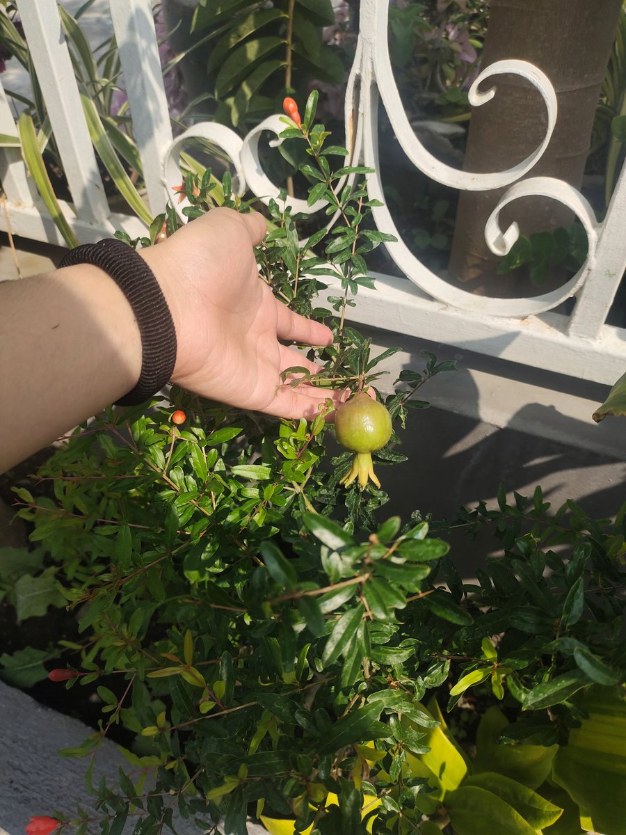 LaceLavone's tweet photo. Pomegranate 🫶 https://t.co/zRrShxdVZH
