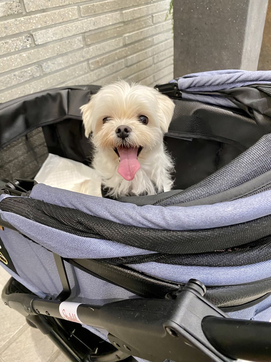 Official2z_jp's tweet image. [#2Z]

子育て大変だ...

#2Z #2Zband #Kband
#정현 #JungHyun #2Z정현