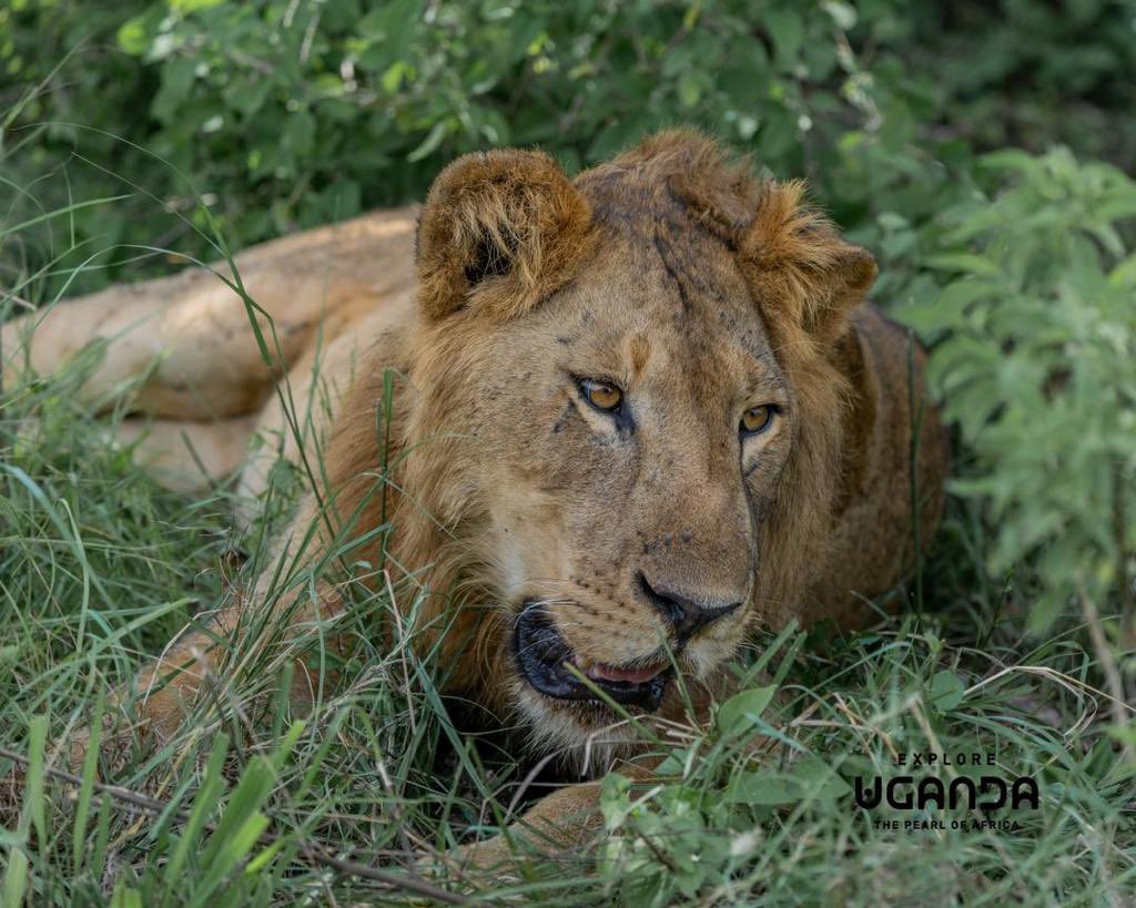 simplcious's tweet photo. Queen Elizabeth NP today blessed the team at #ExploreWest with fantastic up close views of the king of the jungle that had just feasted on a buffalo

#ExploreUganda https://t.co/oiSyeTqKfK