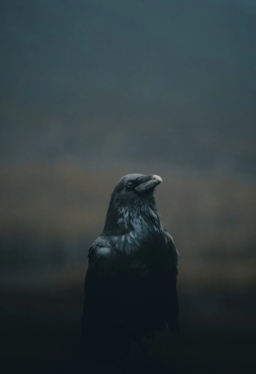 Farshad84478821's tweet photo. @moondame_ One name
#caw 🌙 https://t.co/XTyOkAmf2X