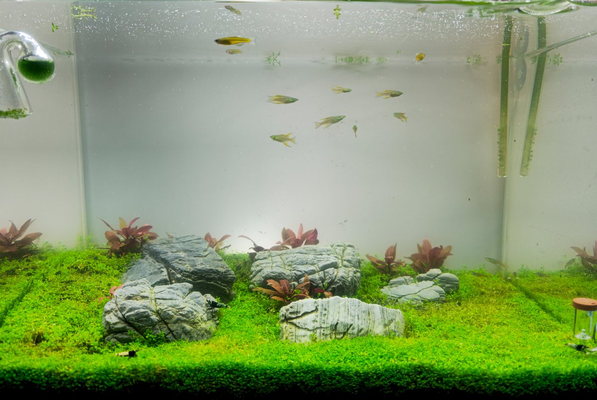 CD_Musgrave's tweet photo. #RockyPlains #PlantedAquarium #HCgrass trimming. Before &amp; After 🌱 https://t.co/ARUxAw2GFc