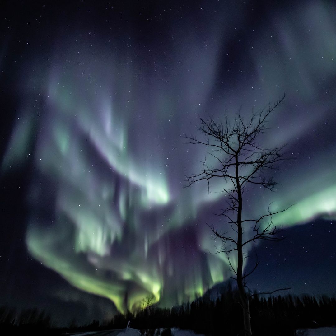 csa_asc's tweet photo. Did you see any northern lights in Canada this winter? 💚 These auroras were captured by Alysa from Treaty 5 Territory in Manitoba.

📸: @FergiesPhotos https://t.co/dlNWRYEXec