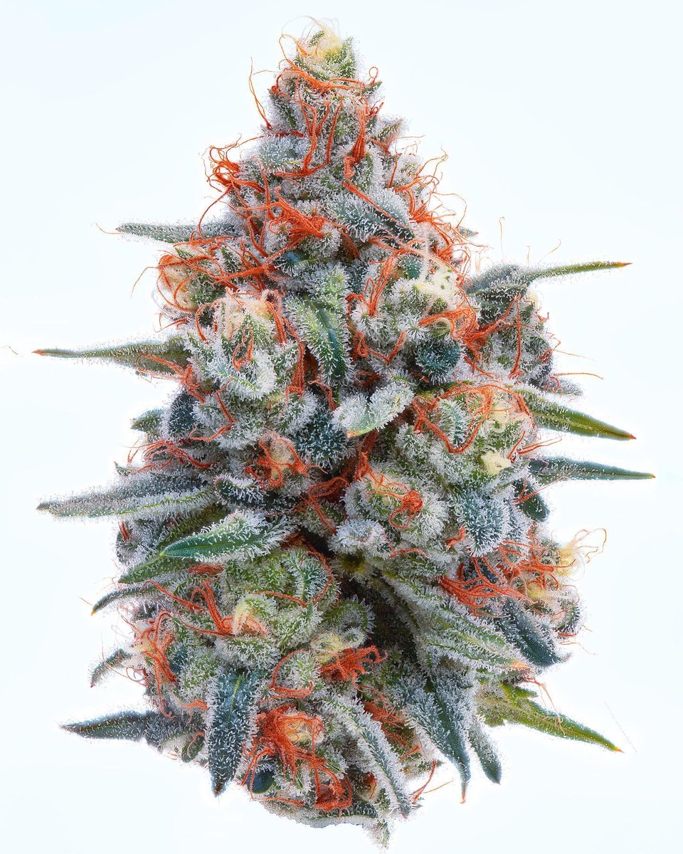 Would you tango with this Miami Mango? 🥭 Happy #frostyfriday!

📸: <a href="/zoom_gardens/">Zoom_gardens</a>
🌲: Grown by <a href="/wellman_farm/">Wellman Farm</a>