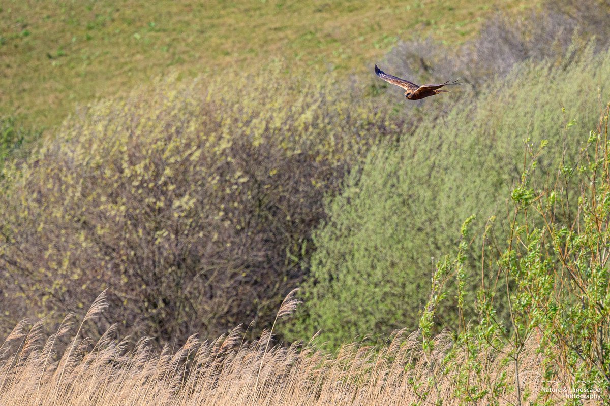Vanmorgen op #debanken was deze mooie Bruine Kiekendief actief, rondvliegend boven het riet en duin, hopelijk gaan ze broeden...! <a href="/NPHollandsduin/">NP Hollandse Duinen</a> <a href="/Bezoek_westland/">Bezoek Westland</a> <a href="/ZHLandschap/">Zuid-Hollands Landschap</a>   <a href="/DZK_Westland/">De Zee Kust WESTLAND</a> #dezeekust #westland #duinbehoud #nikonnl #iamnikonnl #westland #natuur