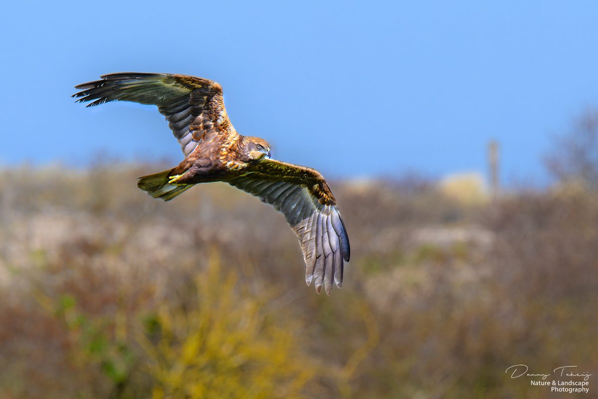 DannyTaheij's tweet photo. Vanmorgen op #debanken was deze mooie Bruine Kiekendief actief, rondvliegend boven het riet en duin, hopelijk gaan ze broeden...! @NPHollandsduin @Bezoek_westland @ZHLandschap @DZK_Westland #dezeekust #westland #duinbehoud #nikonnl #iamnikonnl #westland #natuur https://t.co/S1jB6guPNZ