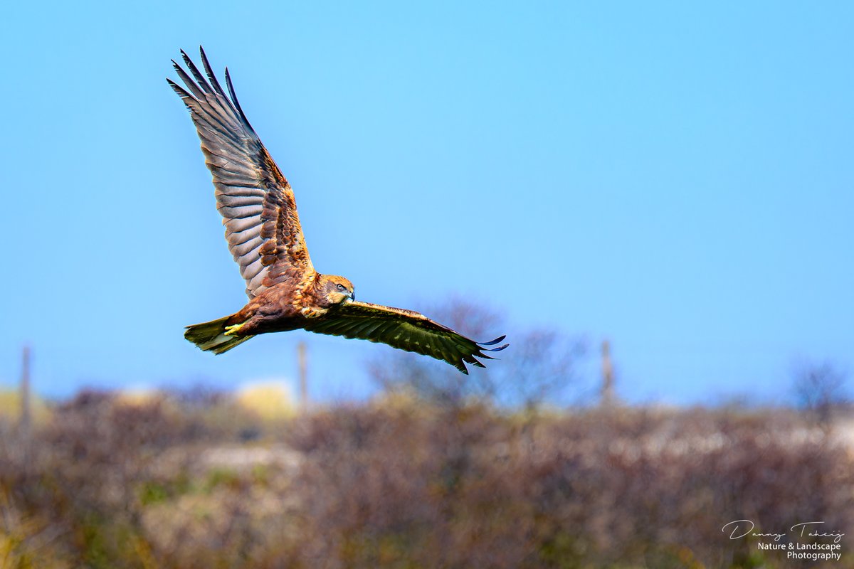 DannyTaheij's tweet photo. Vanmorgen op #debanken was deze mooie Bruine Kiekendief actief, rondvliegend boven het riet en duin, hopelijk gaan ze broeden...! @NPHollandsduin @Bezoek_westland @ZHLandschap @DZK_Westland #dezeekust #westland #duinbehoud #nikonnl #iamnikonnl #westland #natuur https://t.co/S1jB6guPNZ